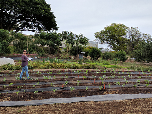 student wakling through and inspecting the newly planted filed