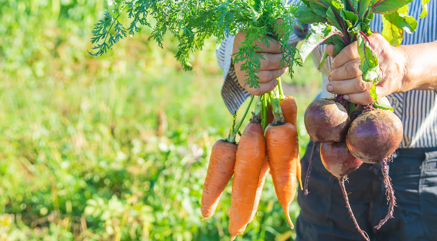 Closeup of hands holding uprooted carrots and beets
