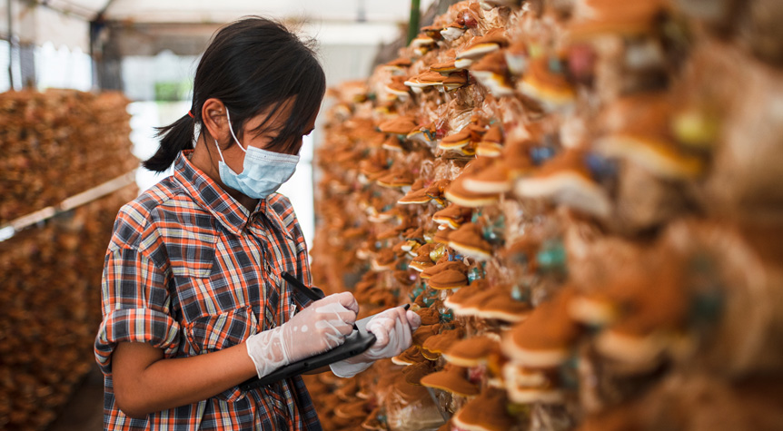 farm worker monitoring indoor mushroom farm