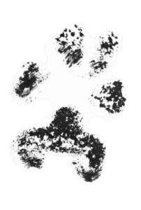 dog paw print