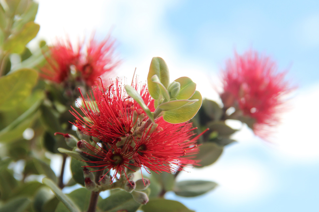red ohia on Leeward campus