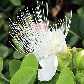 white flower